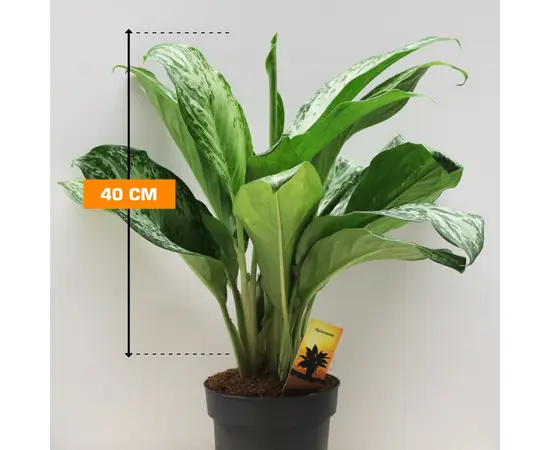 აგლაონემა Aglaonema Silver Bay 19/50
