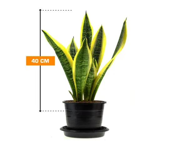 Сансевиерия Sansevieria Laurentii 40 см