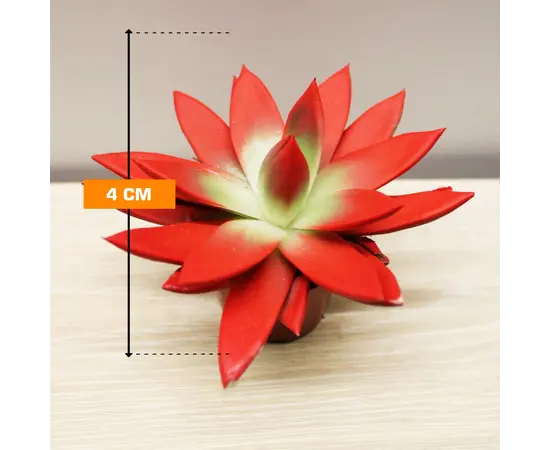 Эхеверия Echeveria gibbiflora mix