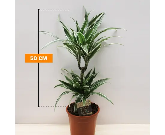 Драцена Dracaena fragrans Warneckeii 50 см
