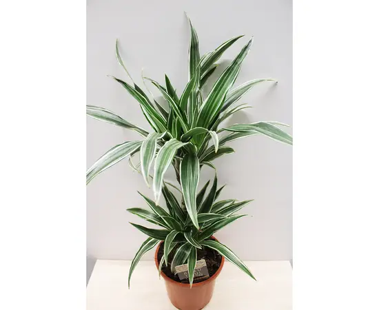 Драцена Dracaena fragrans Warneckeii 50 см
