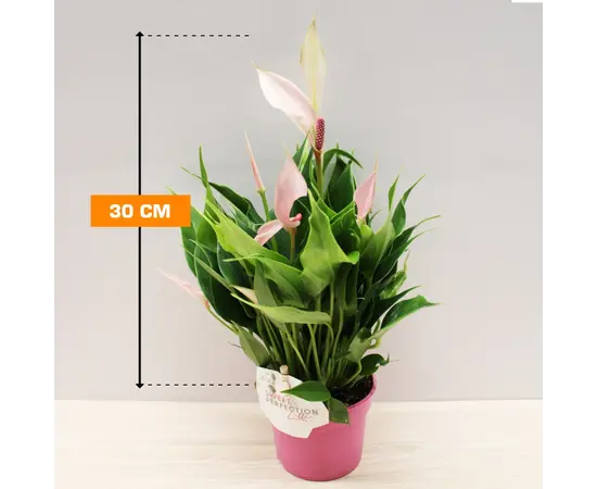 Антуриум Anthurium Lilli 30 см