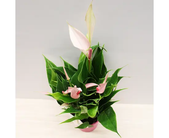 Антуриум Anthurium Lilli 30 см