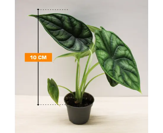 Алоказия Alocasia Dragon Scale 10 см
