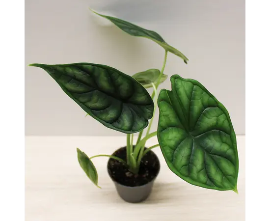 Алоказия Alocasia Dragon Scale 10 см