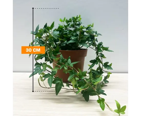 Хедера Hedera mixed 13/30