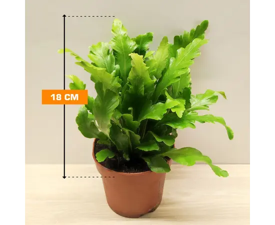 Асплениум Asplenium nidus Campio 18 см