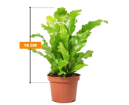 Асплениум Asplenium nidus Campio 18 см