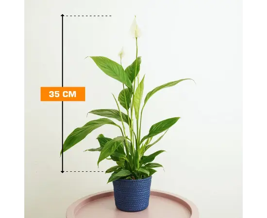 Спатифиллюм Spathiphyllum Alana 35 см