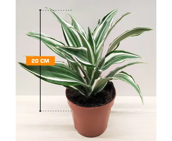 დრაცენა Dracaena White Jewel 20 სმ