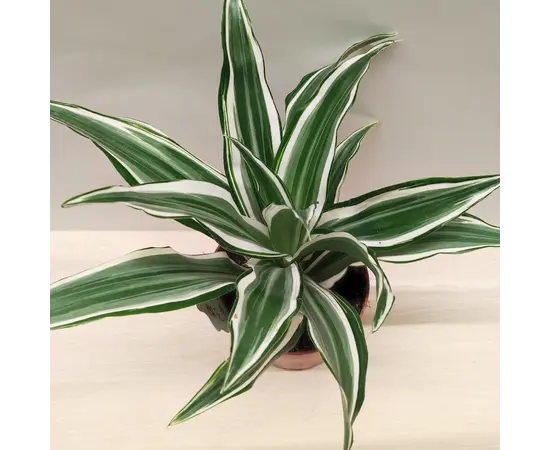 დრაცენა Dracaena White Jewel 20 სმ