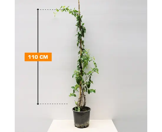 Жимолость LONICERA JAPONICA 110 см
