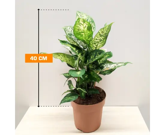 Диффенбахия Dieffenbachia Compacta 40 см