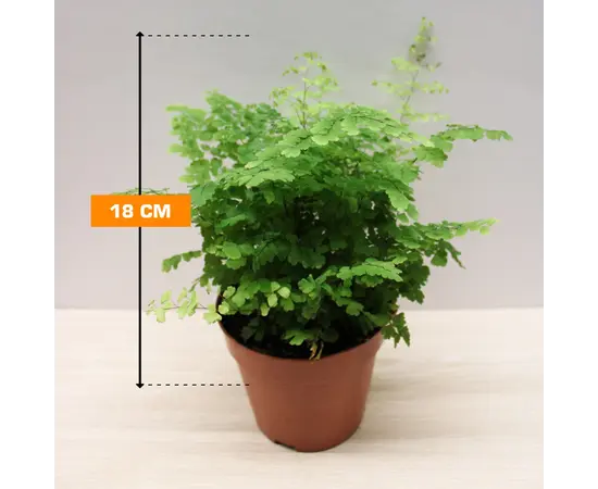 ადიანტუმი Adiantum Fragrans 18 სმ