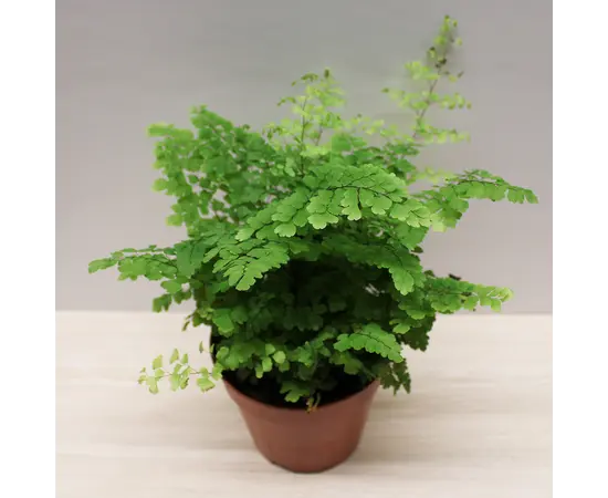 ადიანტუმი Adiantum Fragrans 18 სმ
