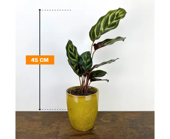 Калатея STROMENTHA TRIOSTAR 45 см