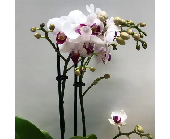 Орхидея PHALAENOPSIS MIDI 2 SPIKE 38 см