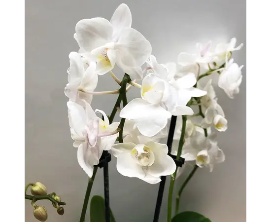 Орхидея PHALAENOPSIS MIDI 2 SPIKE 38 см
