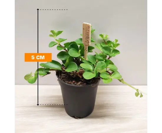 პეპერომია Peperomia Rotundifolia 5 სმ