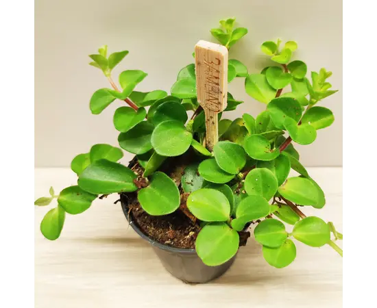 პეპერომია Peperomia Rotundifolia 5 სმ