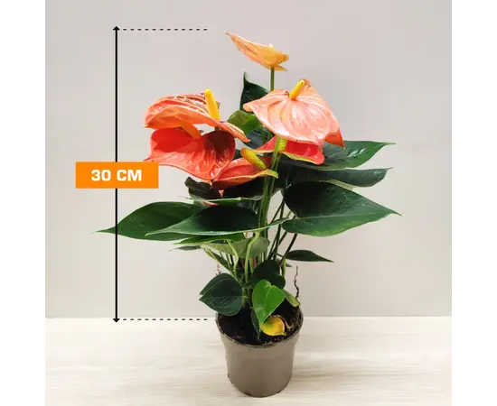 Антуриум Anthurium Orange Champion 30 см