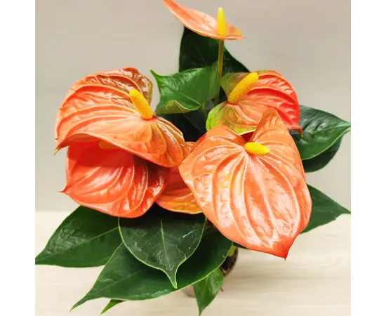 Антуриум Anthurium Orange Champion 30 см