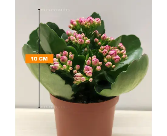 Каланхоэ Kalanchoe blossfeldiana - Rosalina mix 10 см