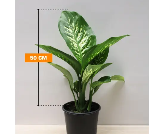 Диффенбахия TROPIK SNOW 50 см