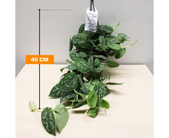 Сциндапсус Scindapsus pictus 'Argyraeus' hangpot 40 см