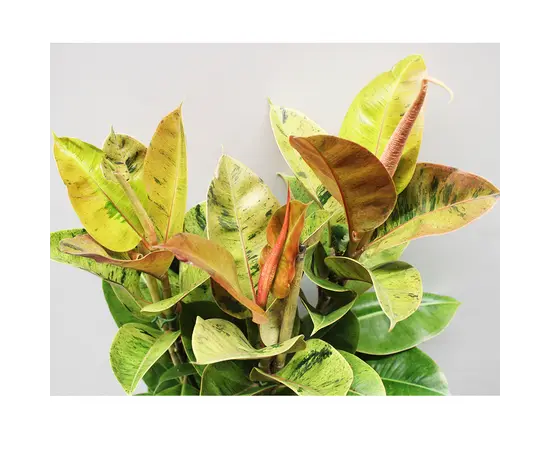 ფიკუსი Ficus Elastica Shriveriana 110 სმ