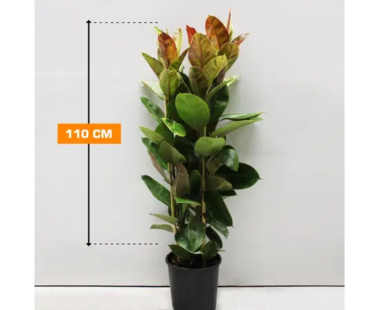 ფიკუსი Ficus Elastica Shriveriana 110 სმ