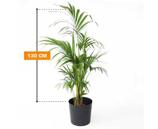 Ховея HOWEA KENTIA 130 см