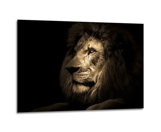 სურათი მინაზე Styler Lion GL247 70X100 სმ