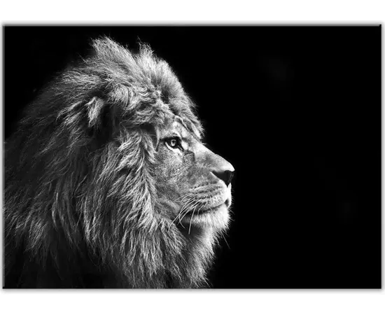 სურათი შუშაზე Styler Lion GL104 70X100 სმ