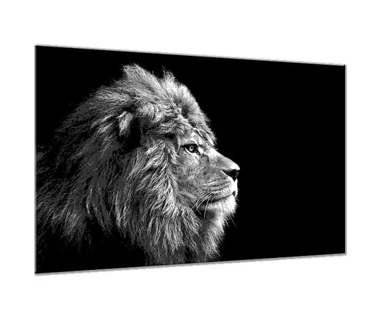 სურათი შუშაზე Styler Lion GL104 70X100 სმ