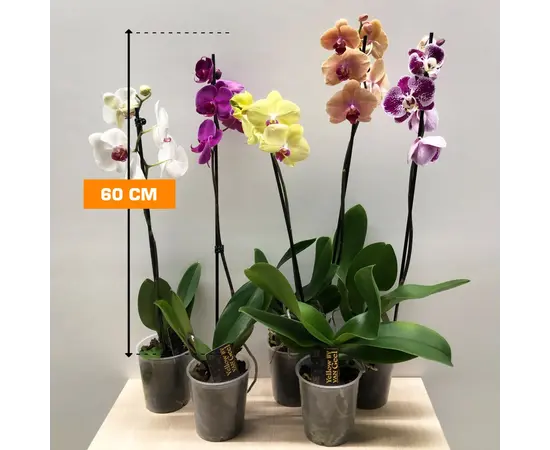 ორქიდეა Phalaenopsis mix 60 სმ