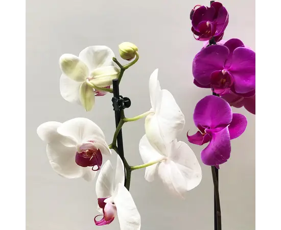 ორქიდეა Phalaenopsis mix 60 სმ
