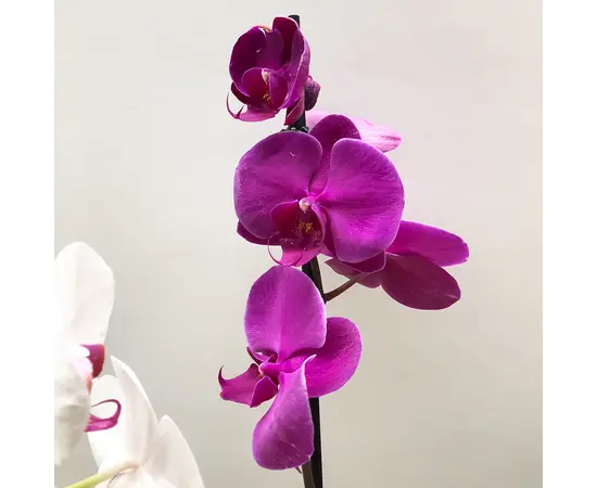 ორქიდეა Phalaenopsis mix 60 სმ