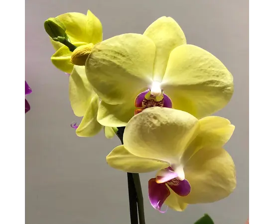 ორქიდეა Phalaenopsis mix 60 სმ