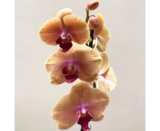 ორქიდეა Phalaenopsis mix 60 სმ
