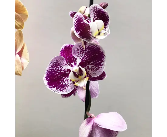 ორქიდეა Phalaenopsis mix 60 სმ