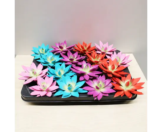 ეხევერია Echeveria agavoides Miranda coloured festival mix
