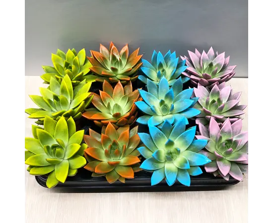 ეხევერია Echeveria agavoides Miranda coloured festival mix