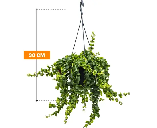 ესხინანტუსი Aeschynanthus Rasta 30 სმ