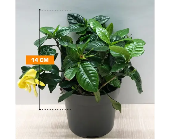 გარდენია ჟასმინისებრი Gardenia jasminoides 14 სმ