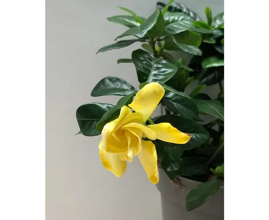 გარდენია ჟასმინისებრი Gardenia jasminoides 14 სმ