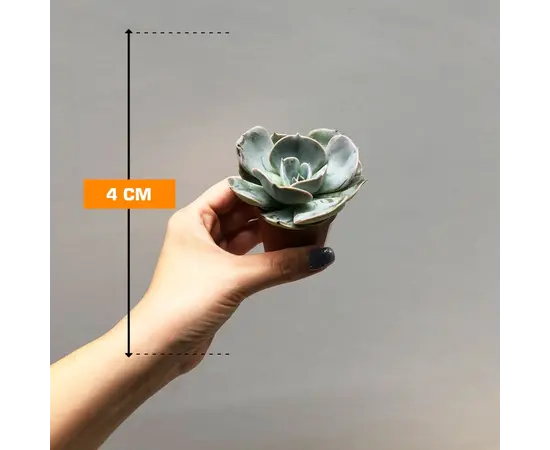 ეხევერია Echeveria gibbiflora pelucida 505/8