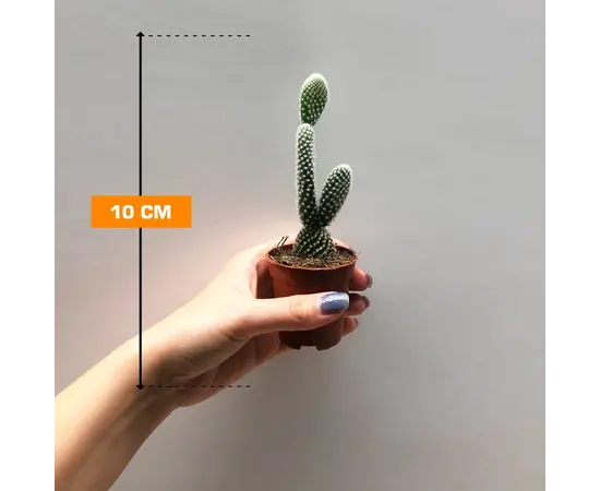 ოპუნცია Opuntia microdasys Albispina 10 სმ