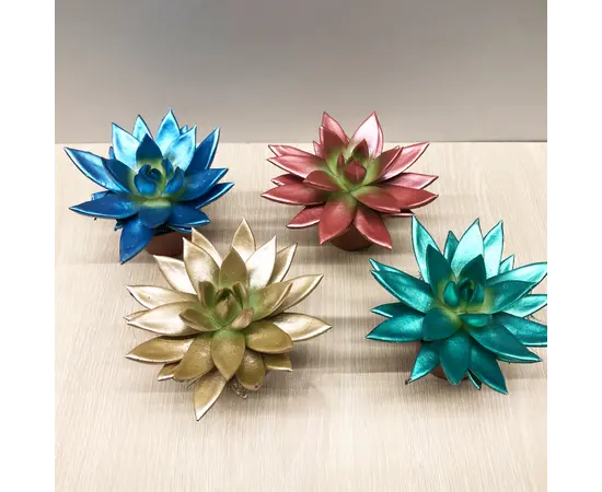 Эхеверия Echeveria agavoides Miranda Rainbow kerstmix