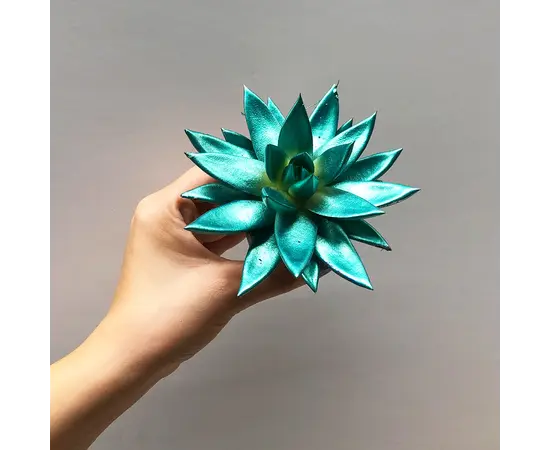 Эхеверия Echeveria agavoides Miranda Rainbow kerstmix